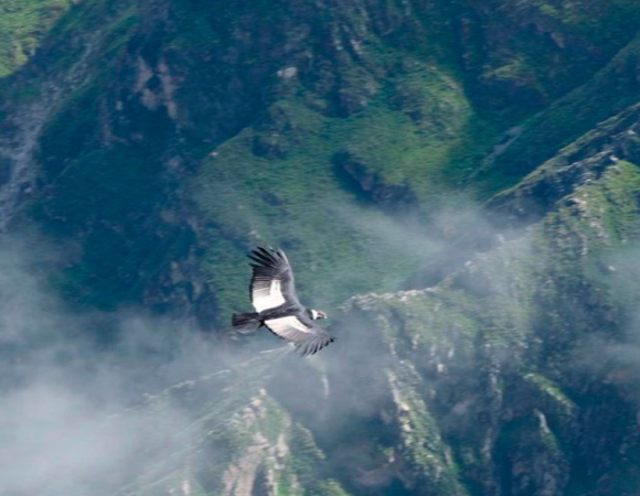 Cañon del Colca & Chivay