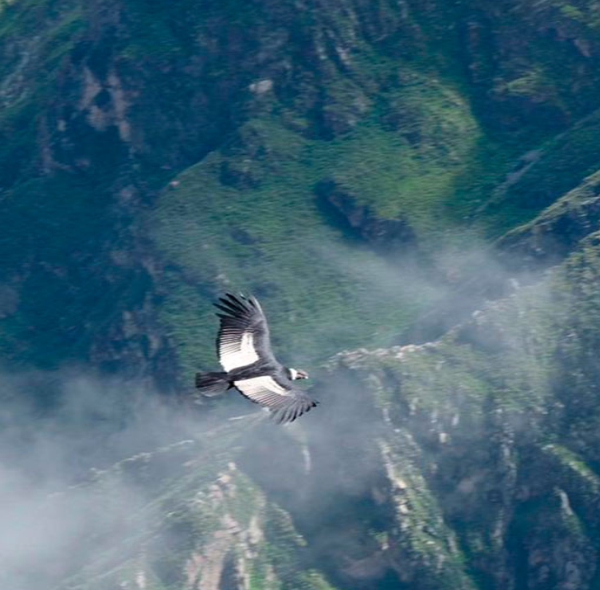 Cañon del Colca & Chivay